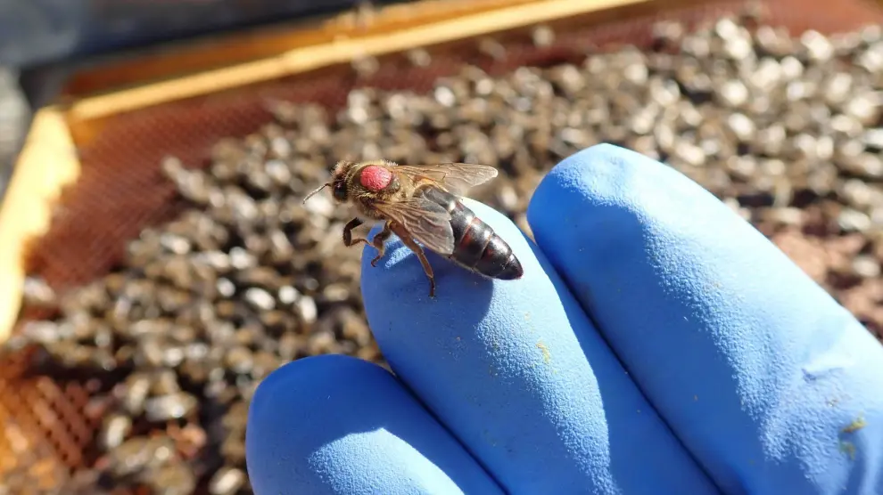 Genetica abeja iberica negra Genetica abeja iberica negra