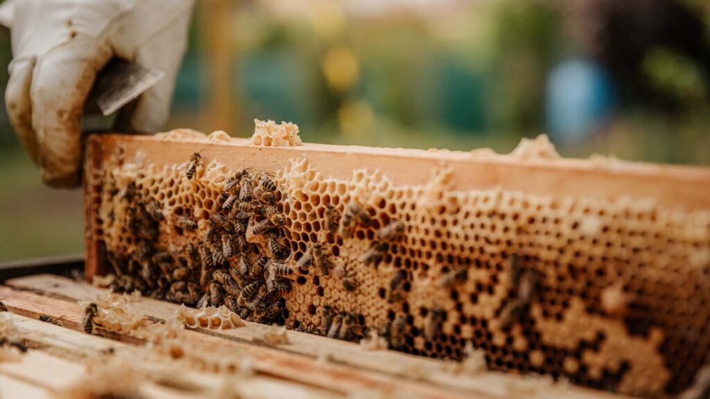 Salud y composición nucleo de abejas Salud y composición nucleo de abejas