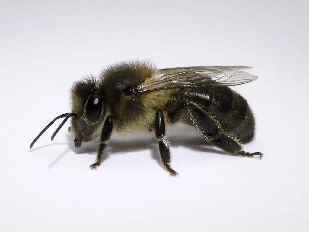 abeja reina iberica