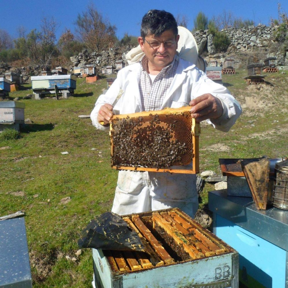 apicultor ayuda retos apicultor ayuda retos