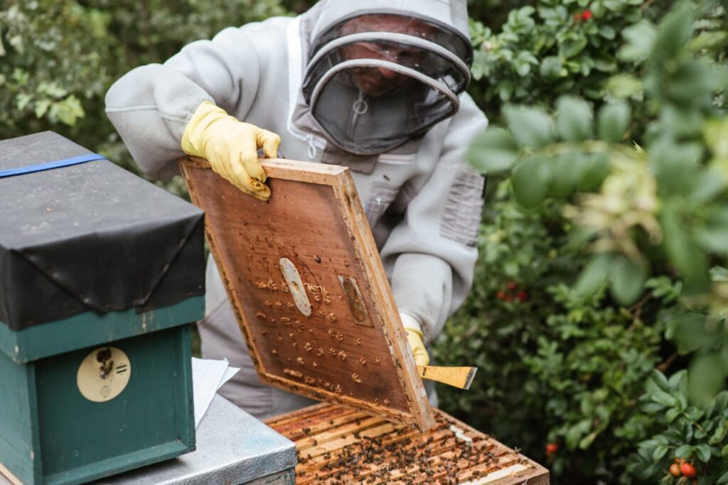 crop-man-harvesting-honey-in-countryside-area-5247947 Crop man harvesting honey in countryside area