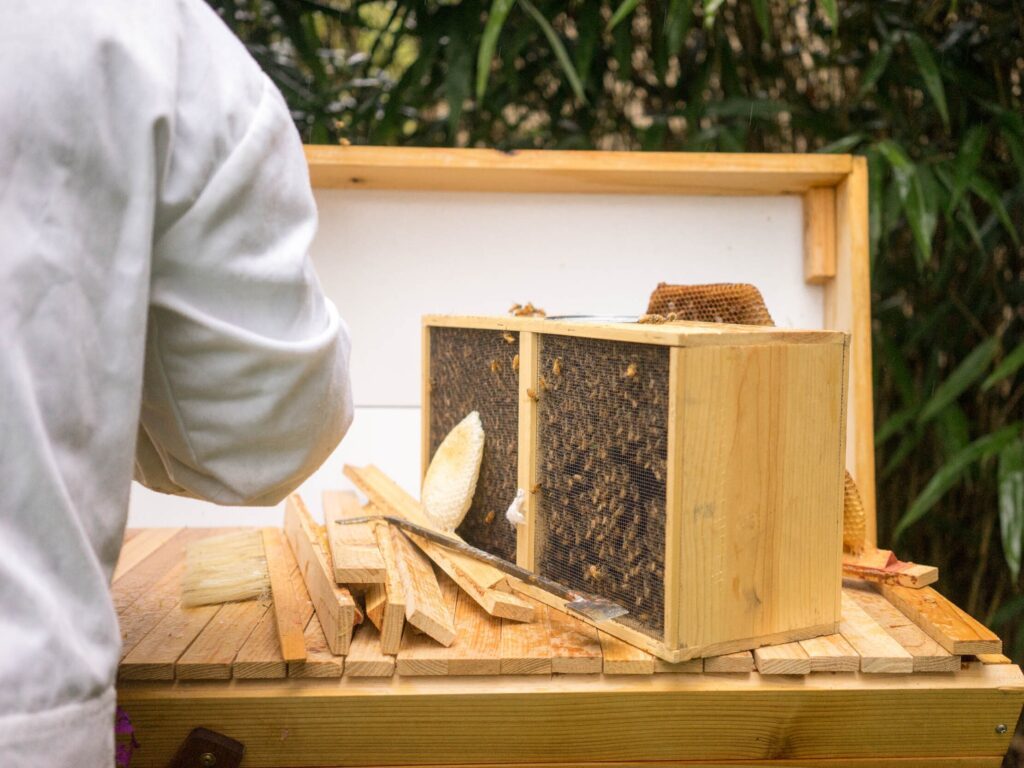 experiencia y apoyo en nucleos de abeja iberica experiencia y apoyo en nucleos de abeja iberica
