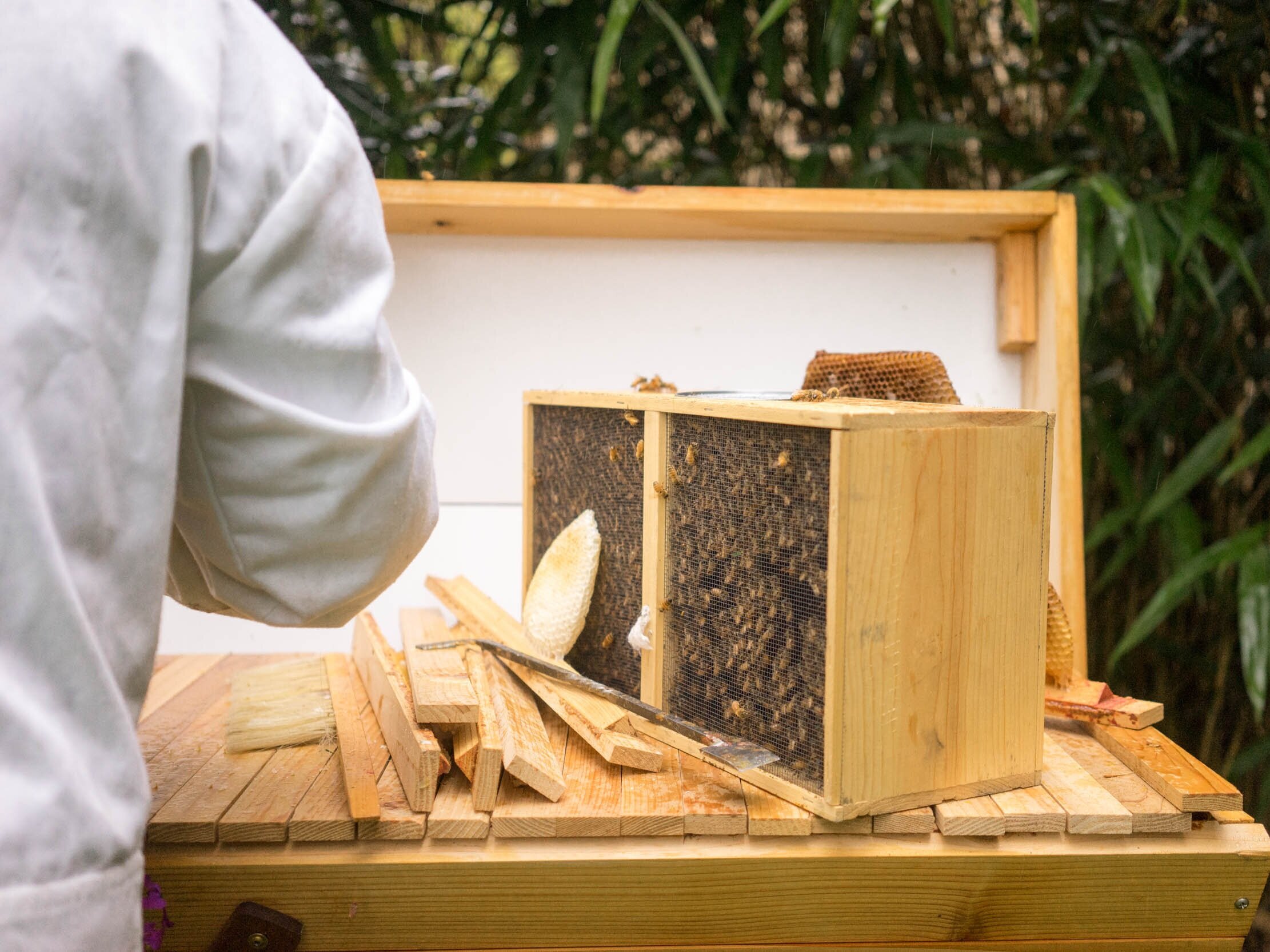 experiencia y apoyo en nucleos de abeja iberica