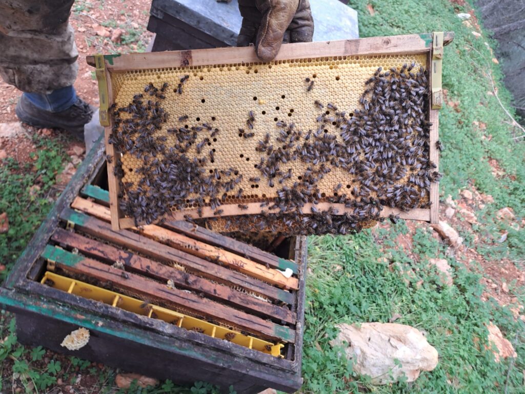 venta de abejas reinas en Alicante